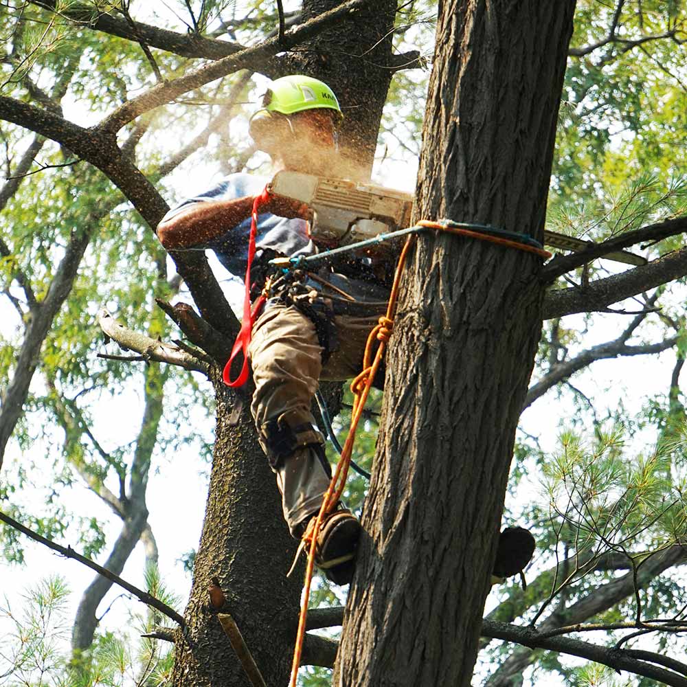 Baumpflege Leipzig Kronenpflege