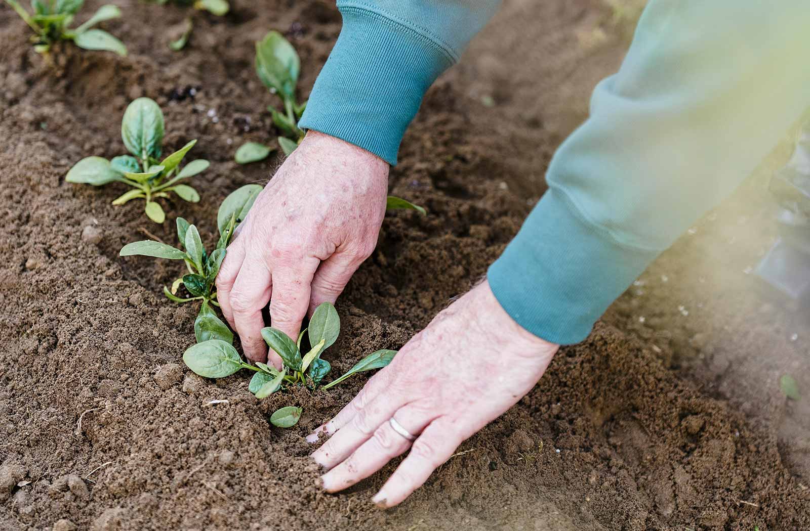 Bepflanzung am hang Heckenneupflanzung