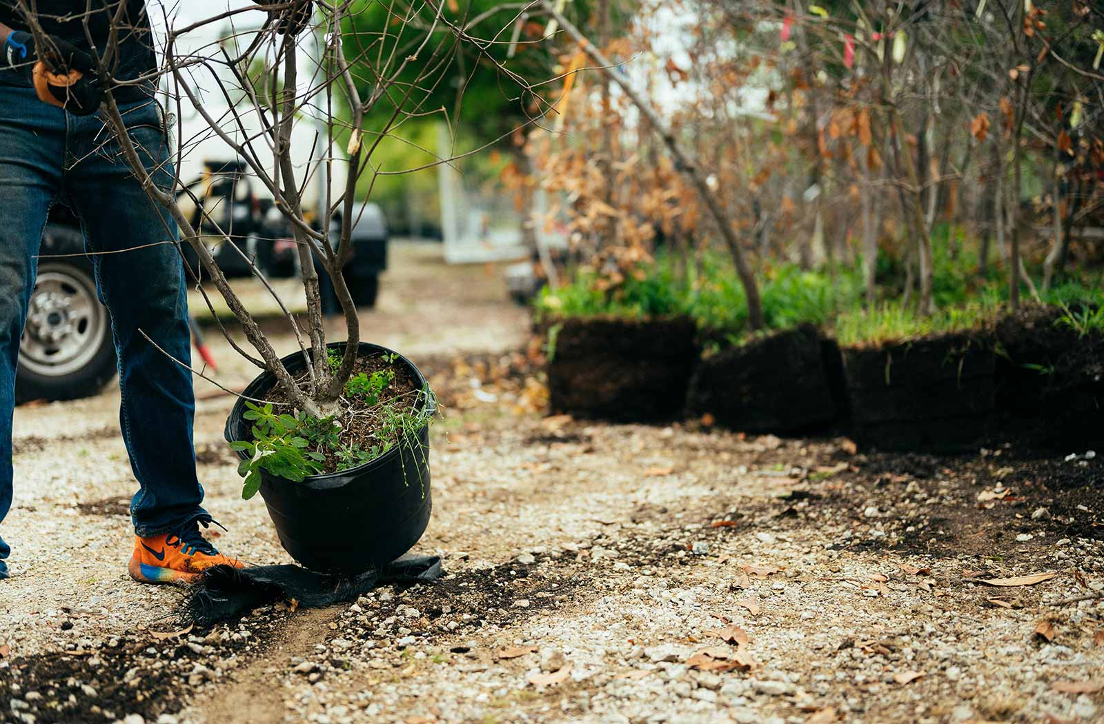 gewerbliche Bepflanzung gewerbliche Pflanzarbeiten