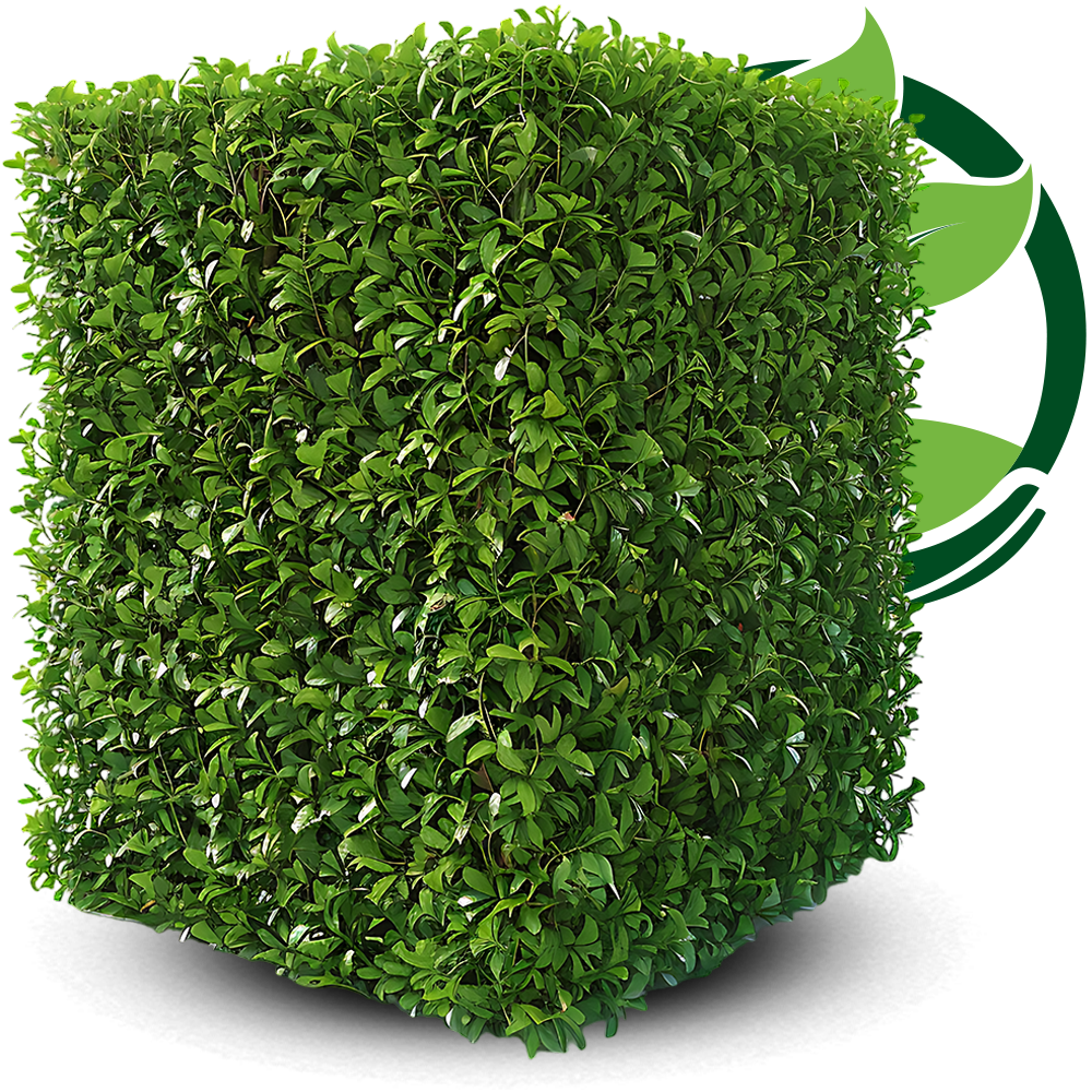 Hecke schneiden lassen Leipzig Heckenschnitt Firma