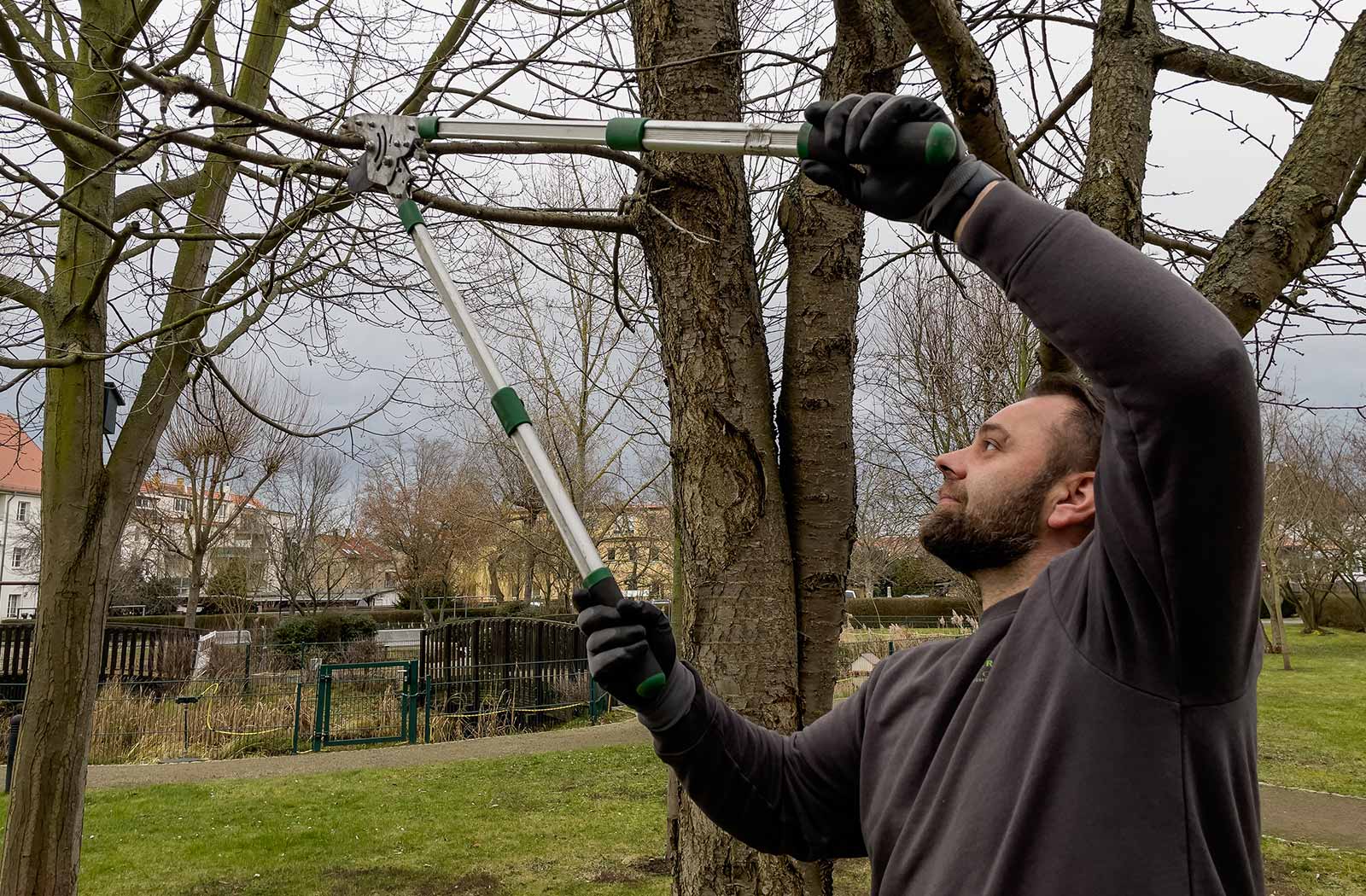 Kronenpflege Kroneneinkürzung