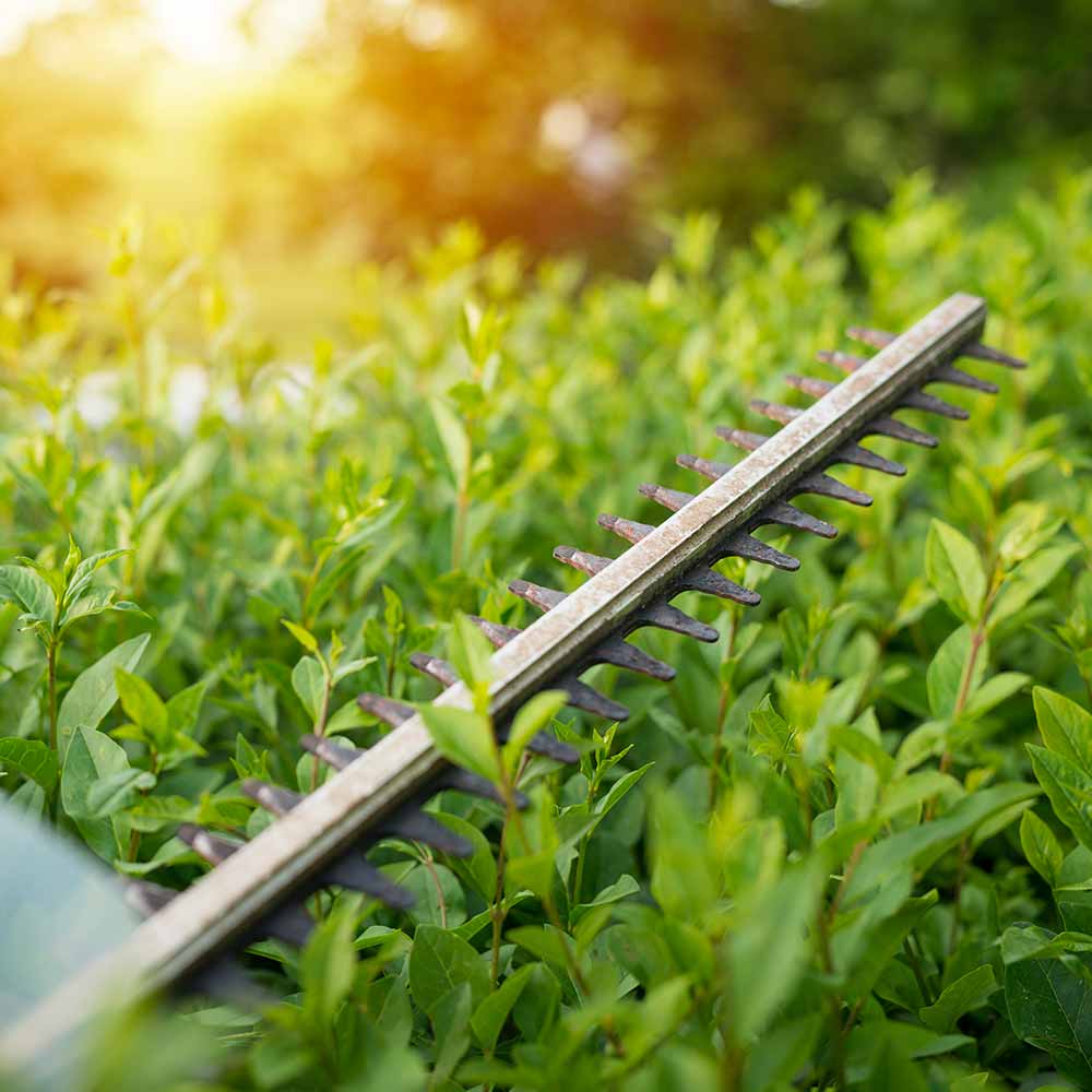 Wie oft Hecke schneiden